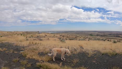 Pfanne-Der-Okanogan-Highlands-Im-Norden-Des-Bundesstaates-Central-Washington-Mit-Einem-Labradoodle-Hund-Im-Vordergrund