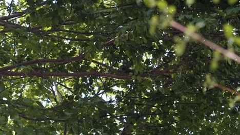 a wild marmoset monkey resting on a high tree branch eating leaves located in sibauma brazil in the state of rio grande do norte