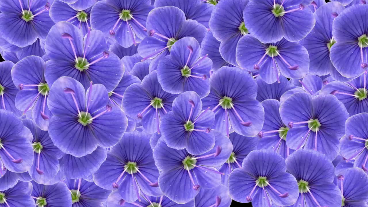 Animated Purple Geranium Flowers Transitioning on Black Background