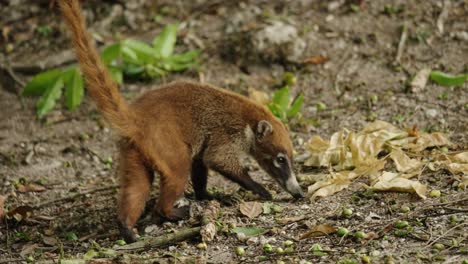 a curious coati forages on the forest floor in tikal, guatemala, sniffing leaves and branches for food.