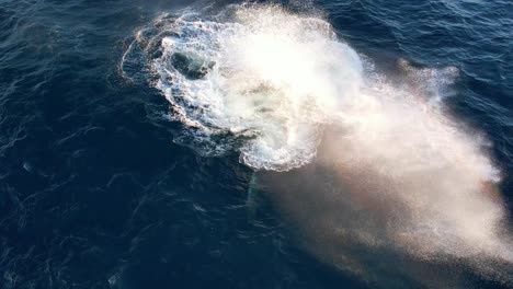 humpback whale slapping its tail in the water