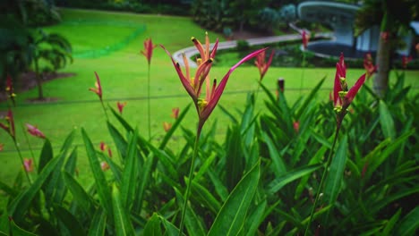 Las-Flores-De-Heliconia-Sp