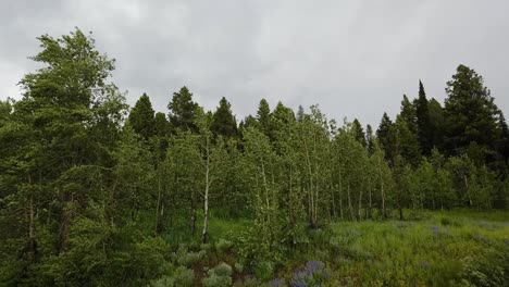 an assortment of trees blowing during a sudden rain storm along jackson lake in grand teton national park on a summer day