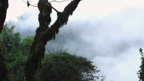 clouds quickly move past spanish moss covered tree