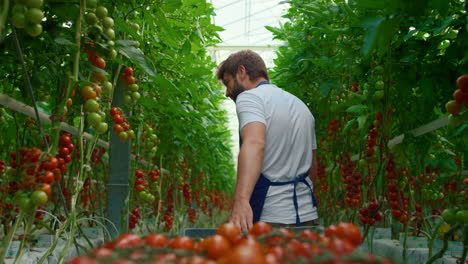 Farmer-transporting-red-tomatoes-in-box-checking-quality-of-product-on-farm