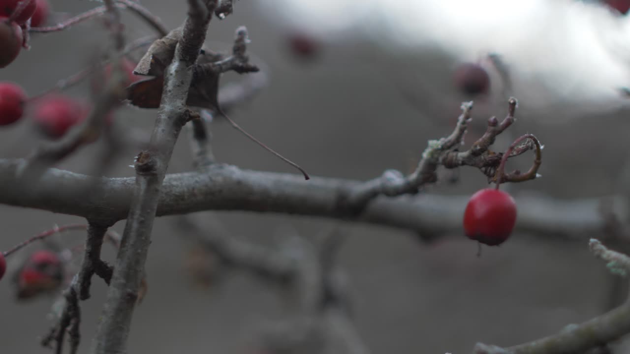 We have a clip with a rosehip branch in the tree. A story setting in the Doftana Valley Romania. A wonderful bright red plant in the tree.