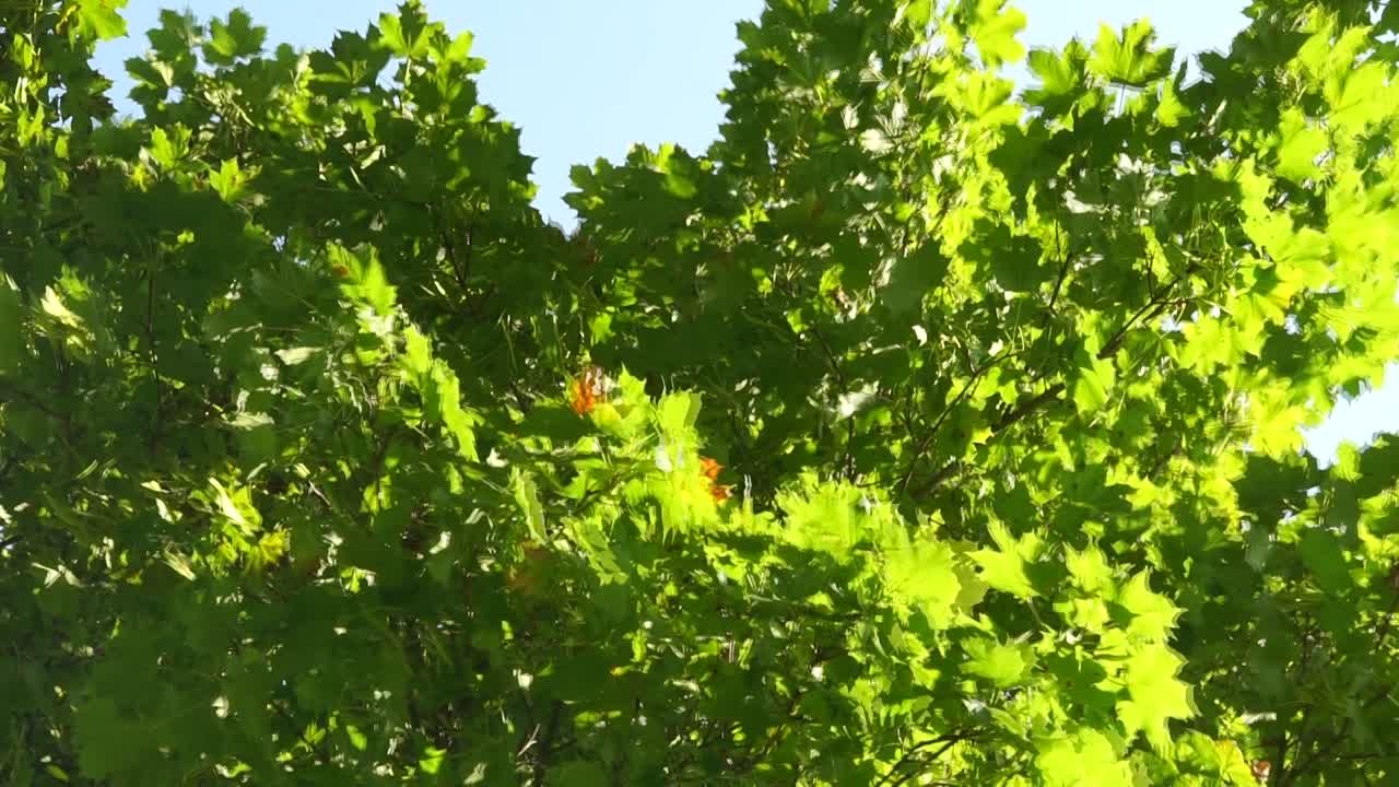 листья дерева