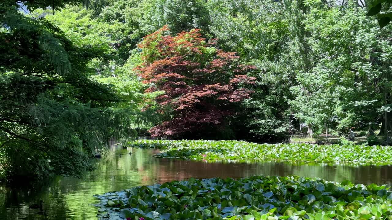 Serene pond scene in Sapporo, Japan with lush greenery and calm water