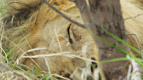 un primerísimo plano de un león durmiendo pacíficamente en el césped