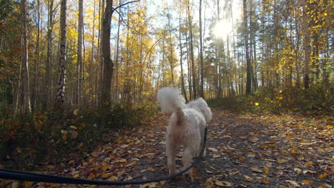 a small happy dog walking in the forest in slow motion