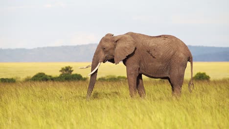 elefante de pie todavía alimentándose de hierba en la reserva nacional de masai mara kenia, vida silvestre africana, áfrica animales de safari en la reserva de masai mara norte
