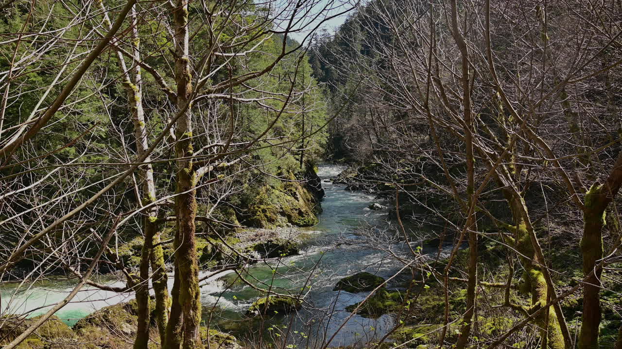 río elk que fluye a través de los árboles del bosque, oregon