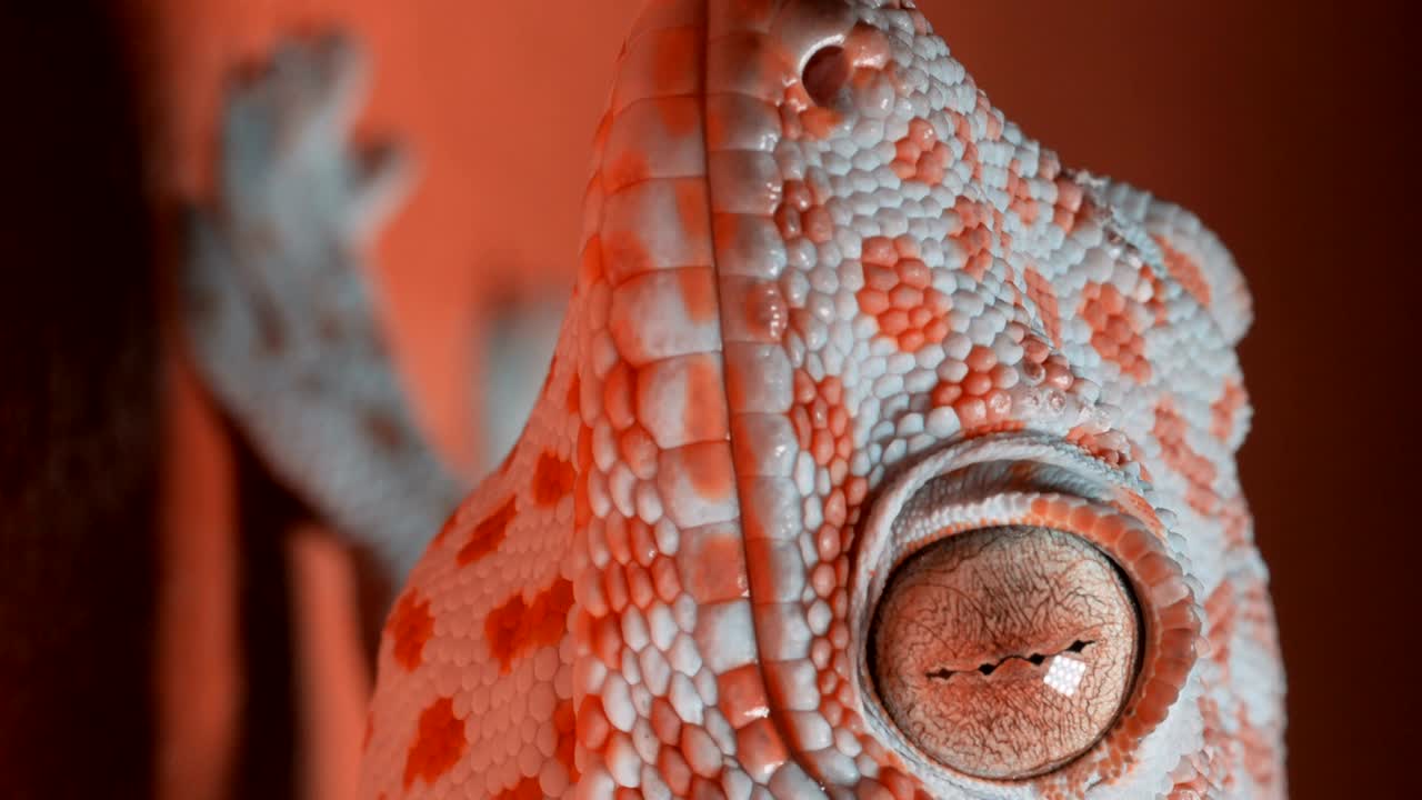 오렌지색 벽에 있는 게코