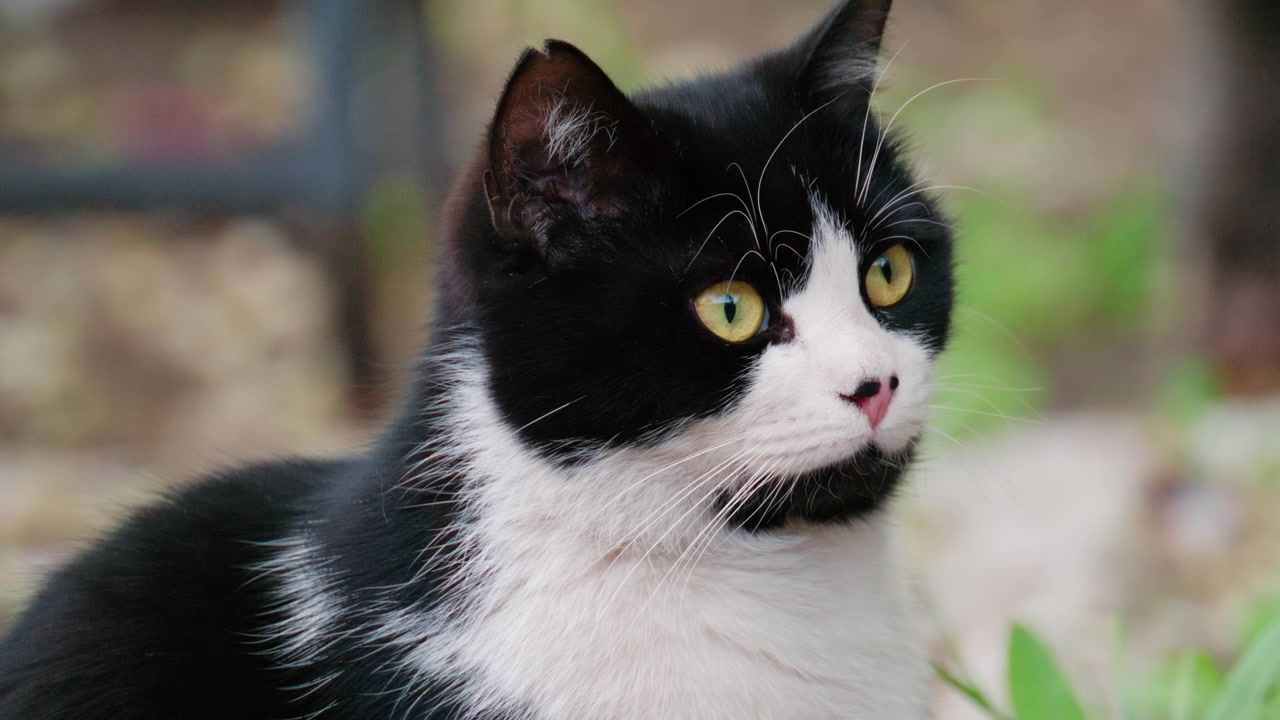 Un gatto domestico bianco e nero seduto all'aperto che osserva l'ambiente circostante.
