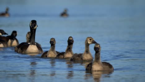 Gosling-Swimming-In-Front-Of-Adult-Canada-Goose-In-The-Fraser-River