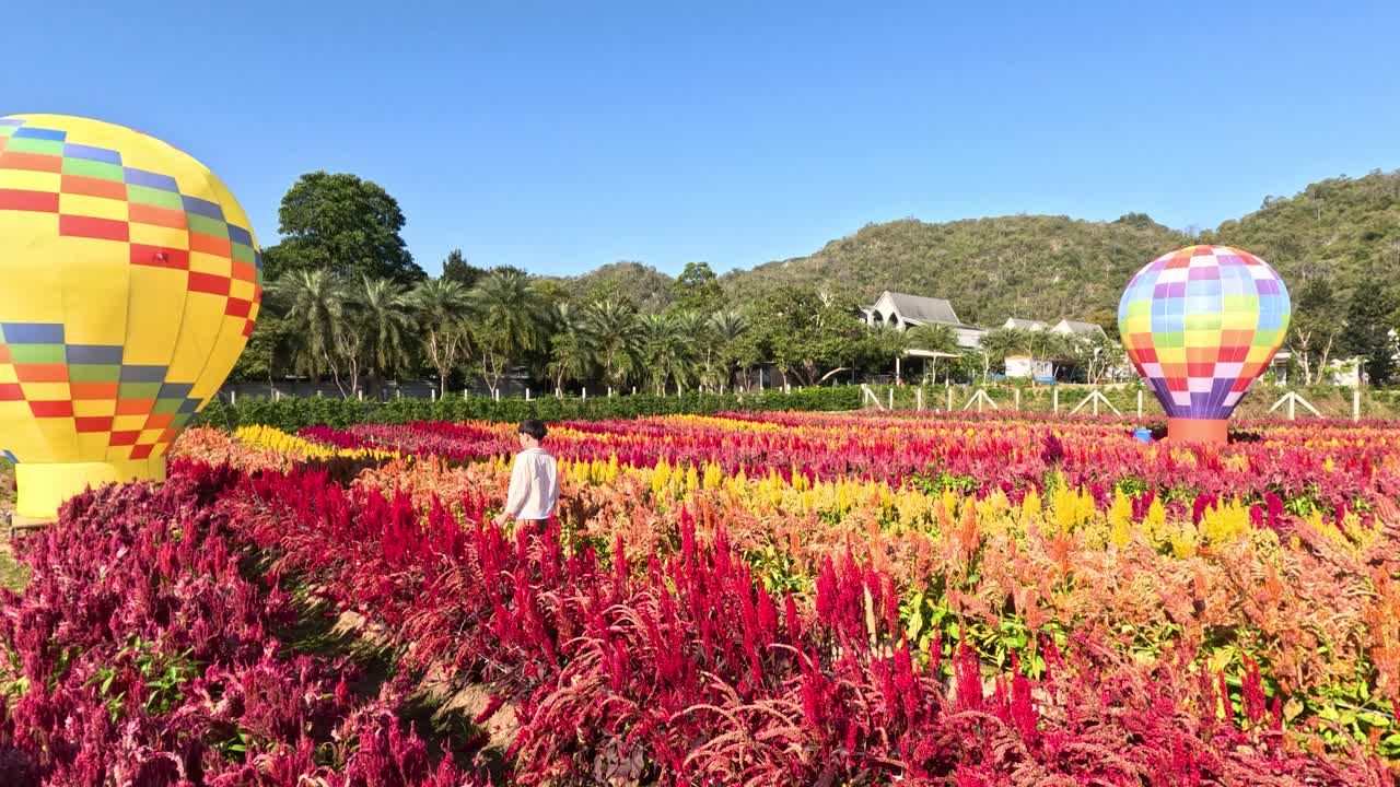 Criança caminha por um campo de flores vibrantes perto de um balão de ar quente amarrado em um dia ensolarado.
