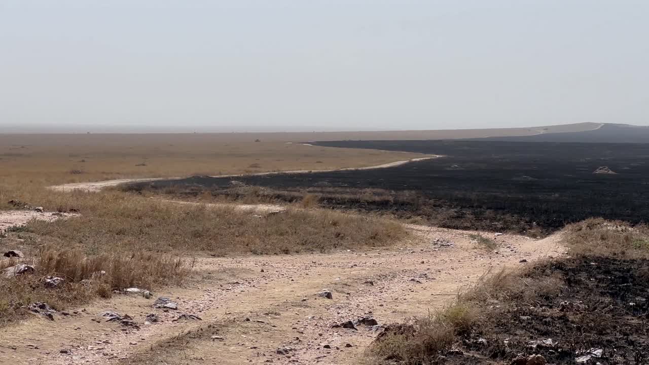 Prateria bruciata su un lato della strada il giorno dopo un incendio nel Parco Nazionale del Serengeti in Tanzania