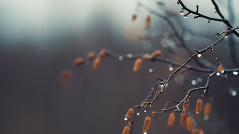 thin black birch tree branches are beaded by raindrops on blurry background