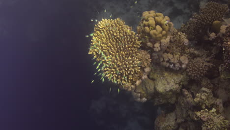 acropora coral in the reef, known as table coral, elkhorn coral, and staghorn coral