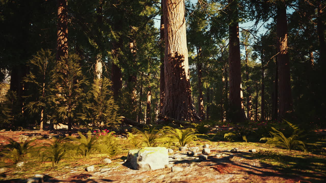 세코이아 국립 공원 숲 에 있는 세코이아 레코이아 나무