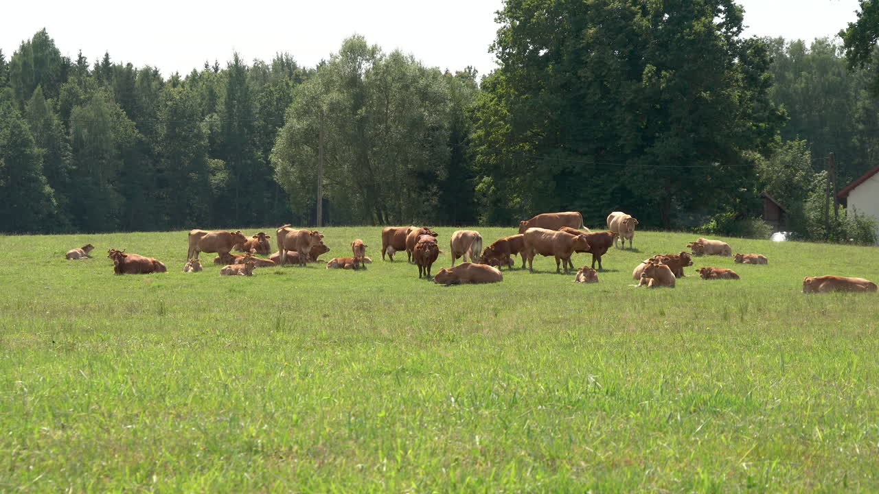 A herd of cows grazing on a green meadow on a summer sunny day, forest in background