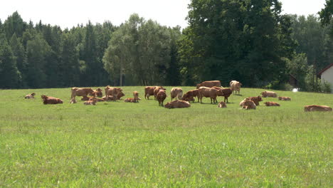 a herd of cows grazing on a green meadow on a summer sunny day, forest in background