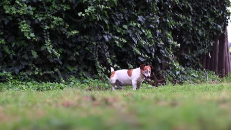 happy dog wagging tail and playing on grass