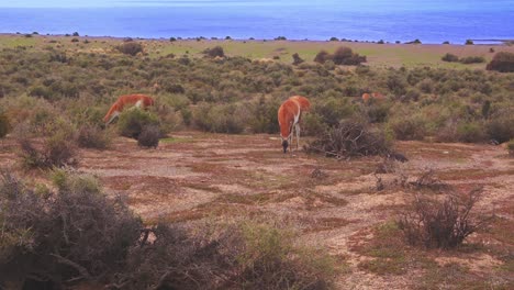 amplia vista de avión no tripulado cinematográfico de un rebaño de guanacos pastando en el prado junto al mar en luz dorada
