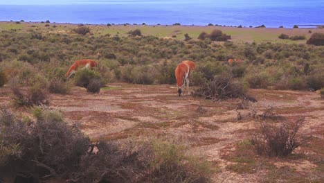 wide cinematic drone view of herd of guanaco grazing in the grassland by the sea in golden light