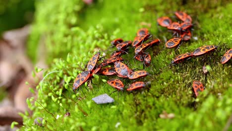 La-Chinche-De-Fuego,-Pyrrhocoris-Apterus,-Es-Un-Insecto-Común-De-La-Familia-Pyrrrhocoridae.