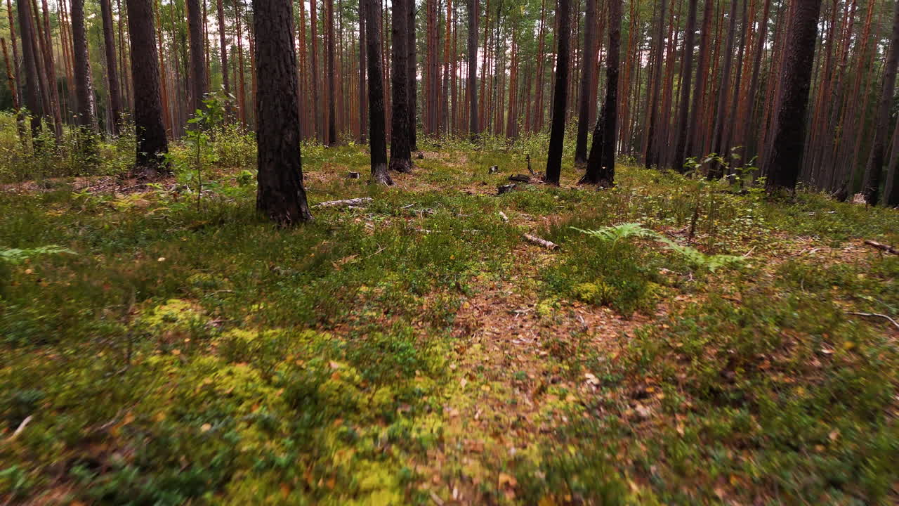 Beautiful green forest and fallen branches on ground, dolly backward view