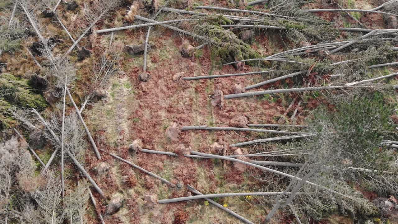 imágenes de drones de un bosque devastado por fuertes vientos durante una tormenta