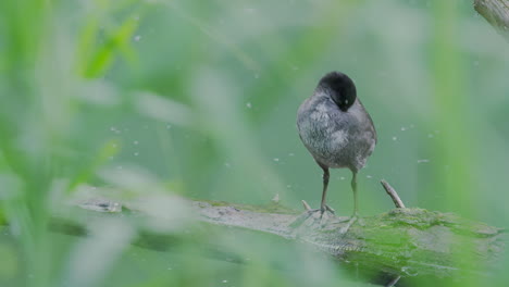 a bald coot is cleaning itself, observed through green reed