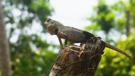 Lizard-in-a-tropical-country-on-a-cut-down-tree