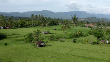 palm trees in bali standing over rice fields, flying over rural landscape