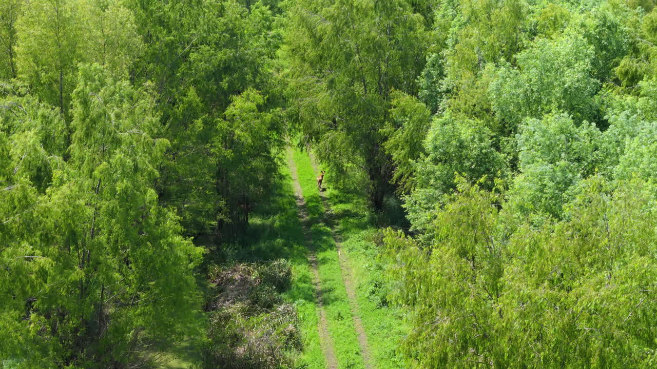 Deer standing in lush green forest, surrounded by dense vegetation, alert and gazing into the distance, aerial high angle approach