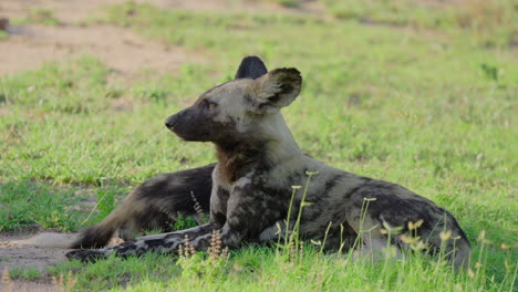 African Wild Dogs Resting in the Savanna