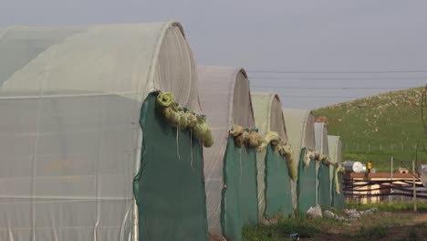 agricultural in greenhouses and drip irrigation