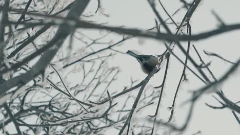 titmouse-sits-on-twig-covered-with-snow-in-wood-slow-motion