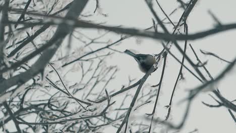 Carbonero-Se-Sienta-En-Una-Ramita-Cubierta-De-Nieve-En-Cámara-Lenta-De-Madera