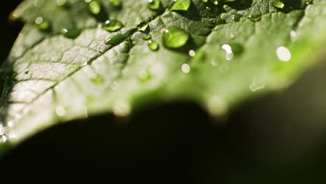 water drops on leaf surface