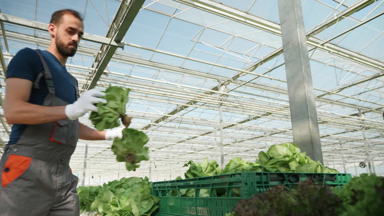 Farmer Harvesting Lettuce in a Greenhouse