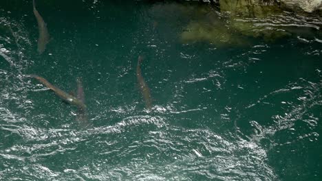 Salmon-taking-a-break-after-working-themselves-up-the-stream-in-British-Columbia