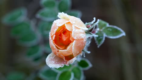 Zeitlupenaufnahme-Einer-Pfirsichfarbenen-Rose-In-Einem-Garten-In-England,-Die-Morgens-Eingefroren-Ist