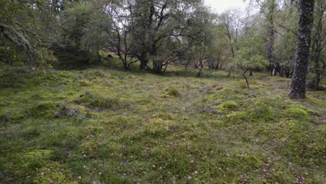 Aerial-drone-footage-flying-backwards-through-a-forest-of-silver-birch-trees,-tilting-to-reveal-a-green-woodland-of-leaves-moss-and-lichens---Muir-of-Dinnet-Nature-Reserve-Scotland