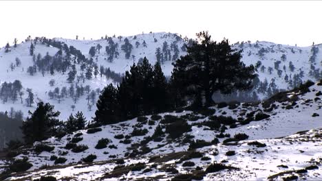 trees in snowy mountains in northern greece