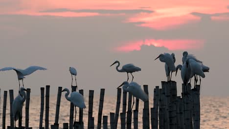 The-Great-Egret,-also-known-as-the-Common-Egret-or-the-Large-Egret