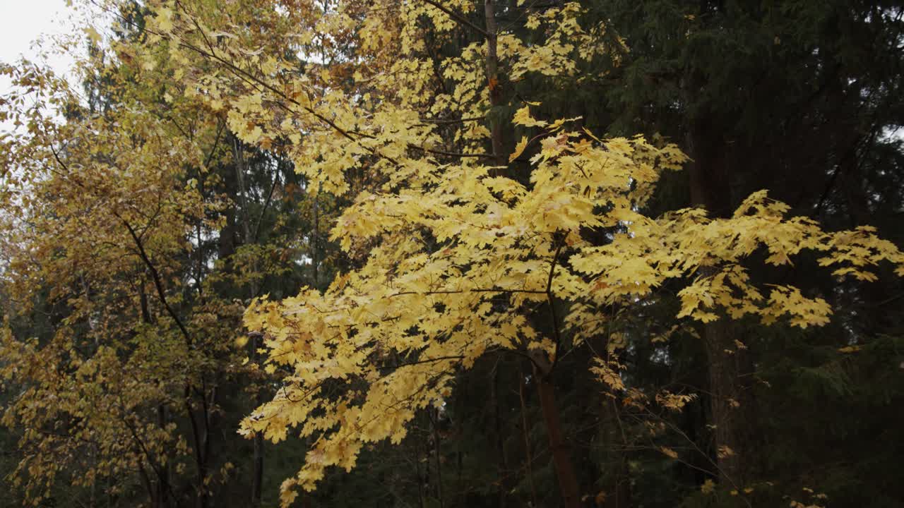 hojas de otoño cayendo de un árbol mientras la cámara sube.
