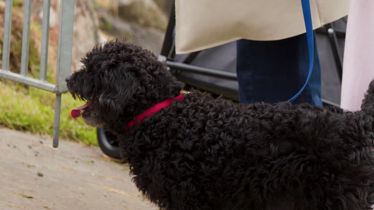 Curly black Labradoodle walks on leash beside people outdoors, natural daylight, steady side view