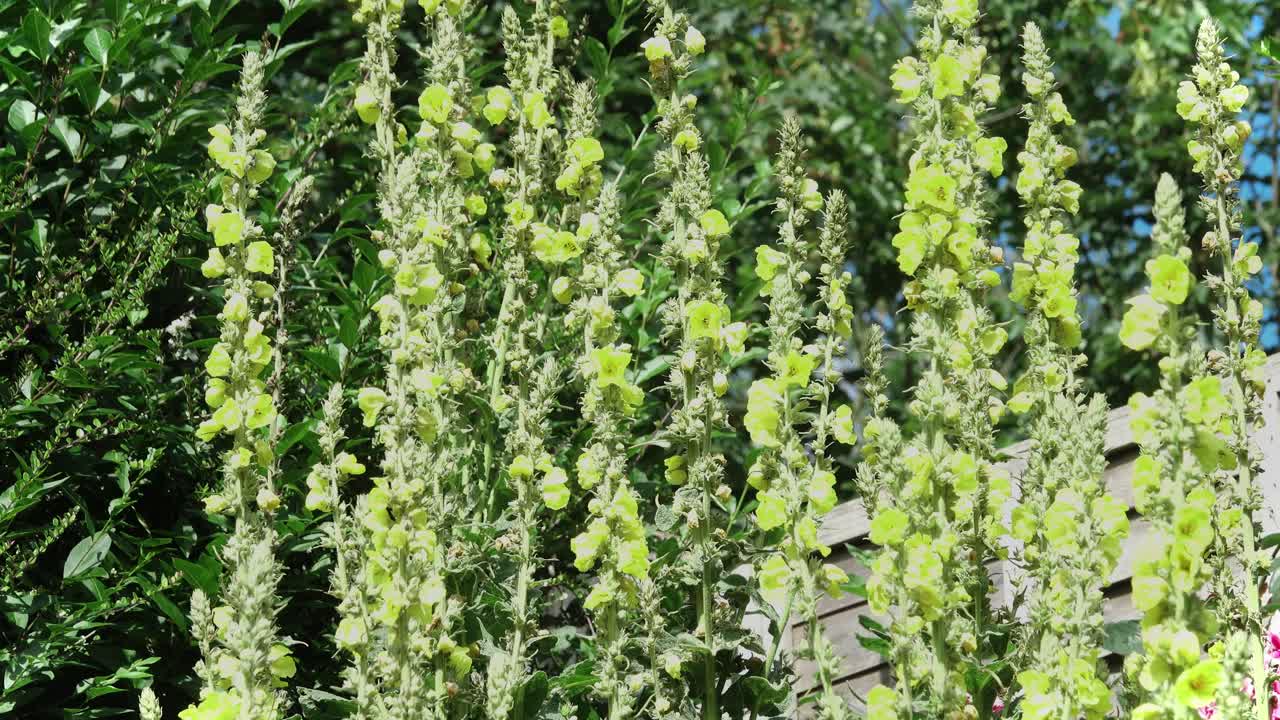 Mullein yellow flower spikes gently moving in the breeze